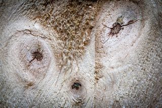 米色木板，哺乳动物，动物，野生动物，纹理，木材，表面，灰色