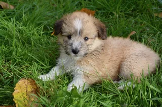 小狗, 小狗, 黑色覆盖的颜色小鹿, 可爱, 可爱的, 肖像, 家养, 一只动物