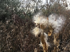 马利筋，种子，秋天的叶子，秋天，豆荚，蓬松的，种子荚，爆裂的种子荚