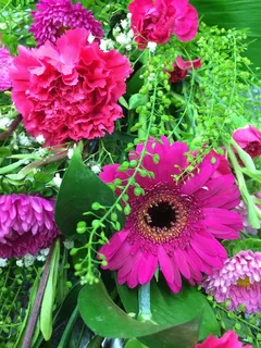 花朵,非洲菊,雏菊,花朵,明亮,自然,粉色,开花 花朵,非洲菊,雏菊,花朵,明亮,自然,粉色,开花