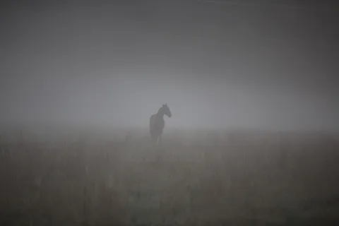 马、雾、床、早晨、自然、晨卡、瑞典、氛围 马、雾、床、早晨、自然、晨卡、瑞典、氛围