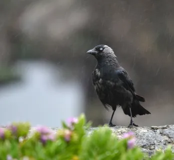 乌鸦,寒鸦,潮湿,雨,鸟,羽毛,动物,野生动物 乌鸦,寒鸦,潮湿,雨,鸟,羽毛,动物,野生动物