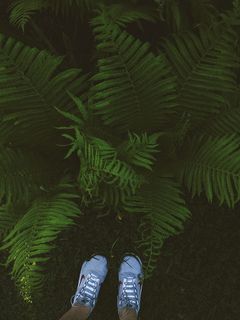 乌克兰，基辅，vulytsya tereshchenkivsʹka，手机，自然，社交媒体，低端，一人