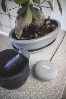 斯洛文尼亚, 谷歌, 首页, 盆景, 扬声器, 植物, 自然, 特写