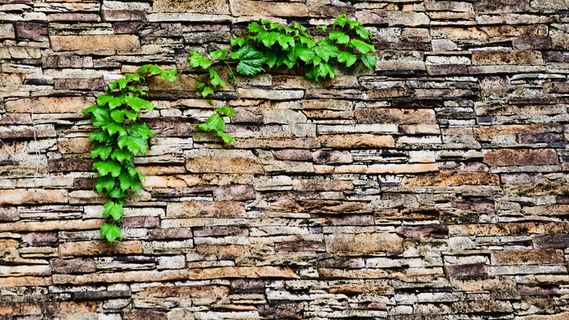 常春藤、抽象、砖、国情咨文、藤蔓、树叶、墙、砌块