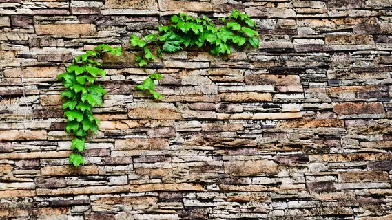 常春藤、抽象、砖、国情咨文、藤蔓、树叶、墙、砌块 常春藤、抽象、砖、国情咨文、藤蔓、树叶、墙、砌块