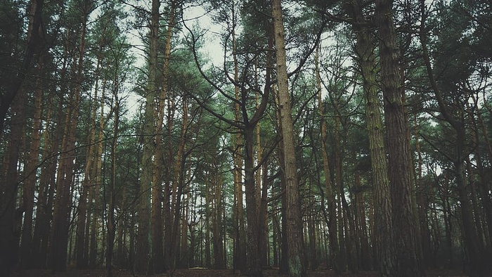 英国、弗兰克比、罗顿公园、恐怖、冬天、树木、树枝、绿色