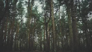 英国、弗兰克比、罗顿公园、恐怖、冬天、树木、树枝、绿色