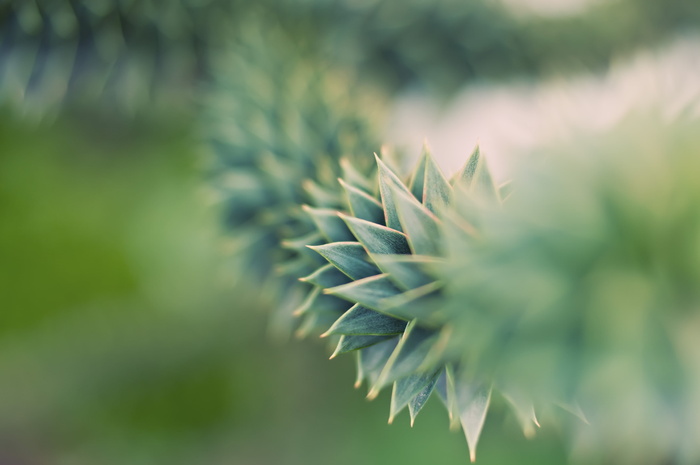 模糊, 特写, 叶, 户外, 植物, 锋利, 穗, 多汁