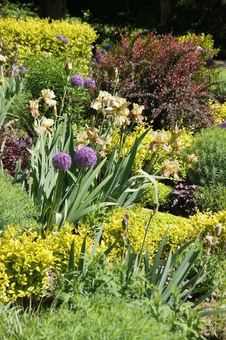 维亨斯特潘、观光园、植物、多年生植物、多年生植物、葱、花、开花植物