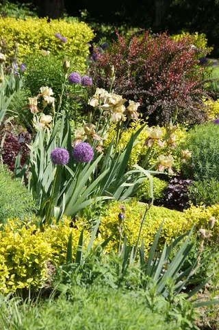 维亨斯特潘、观光园、植物、多年生植物、多年生植物、葱、花、开花植物