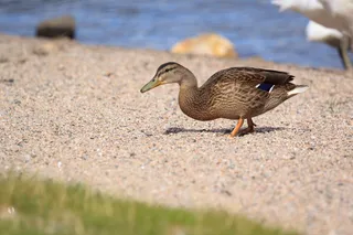 自然、湖泊、海岸、海滩、沙子、水、动物、鸭子