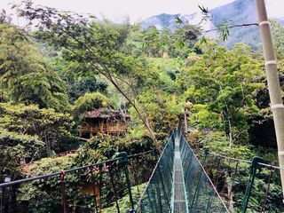 丛林、水疗、休养、吊桥、竹子、小屋、树木、山脉