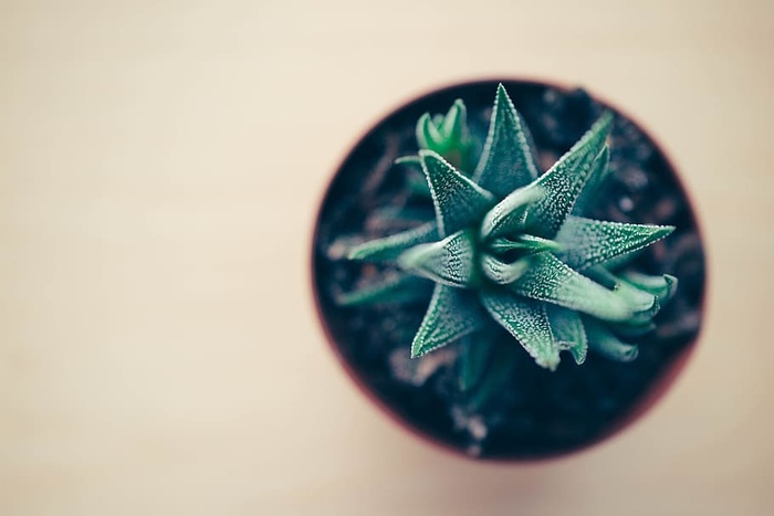 桌子上摆放着郁郁葱葱的绿色时尚室内办公桌植物。漂亮的家庭办公桌安装植物。