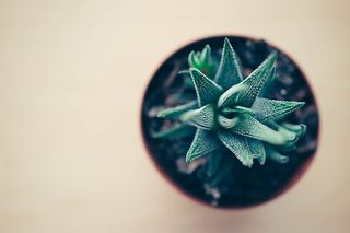 桌子上摆放着郁郁葱葱的绿色时尚室内办公桌植物。漂亮的家庭办公桌安装植物。