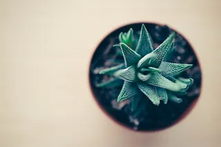 桌子上摆放着郁郁葱葱的绿色时尚室内办公桌植物。漂亮的家庭办公桌安装植物。