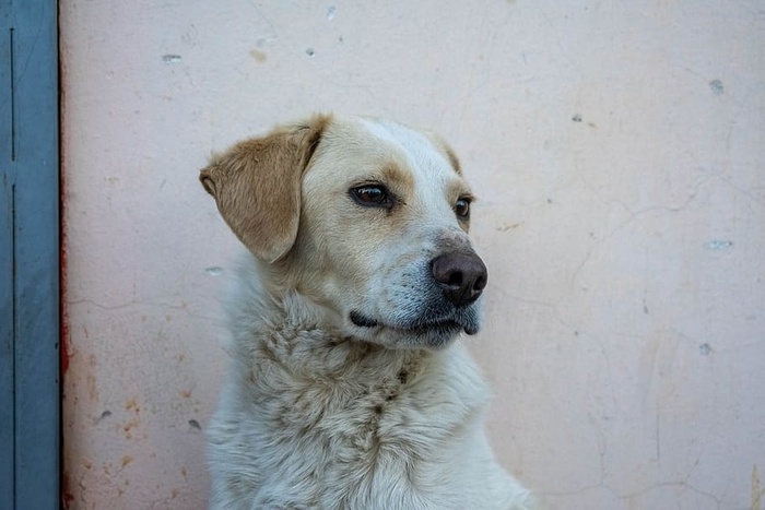 狗，动物，宠物，独自，肖像，一只动物，宠物，狗