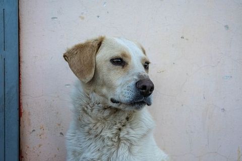 狗，动物，宠物，独自，肖像，一只动物，宠物，狗
