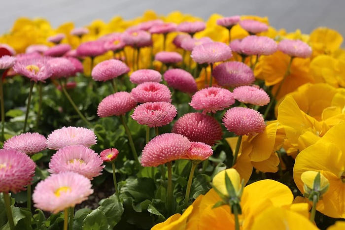 花卉，自然，植物，花卉，花园，开花植物，植物，脆弱性