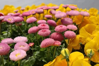 花卉，自然，植物，花卉，花园，开花植物，植物，脆弱性