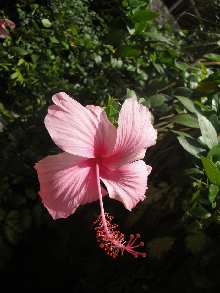 芙蓉，月季，植物，厄瓜多尔，月季，盆，粉红色，花