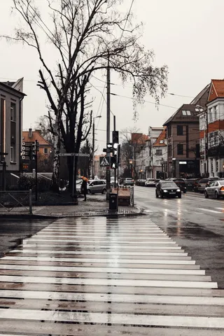 水泥路旁的枯树