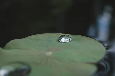 绿百合荚上的露水 绿百合荚上的露水