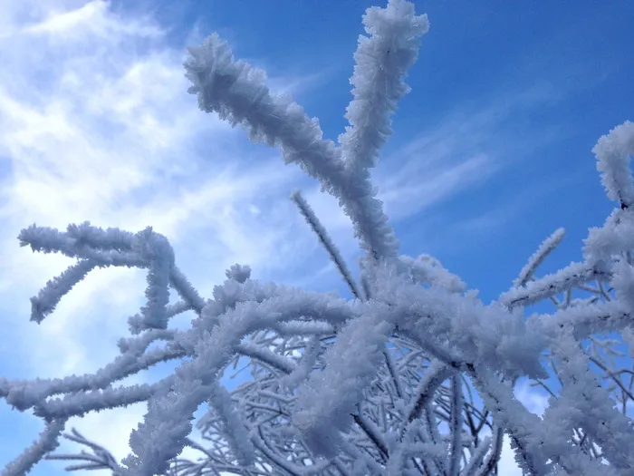斯洛文尼亚, čezsoča, 阿甘, 雪, 冬天, 树, 天空, bovec