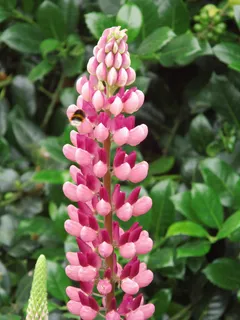 花,花,植物,关闭,夏季花,伞形花序,自然之美,生长 花,花,植物,关闭,夏季花,伞形花序,自然之美,生长