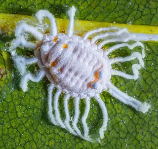 害虫, 期刊, 感染, 宏, 期刊感染, 一种动物, 鳄鱼, 没有人