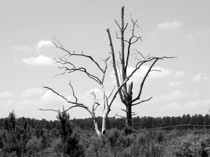 树, b w, 单独, 死了, 植物, 天空, 光秃秃的树, 宁静 树, b w, 单独, 死了, 植物, 天空, 光秃秃的树, 宁静