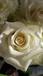 玫瑰,白色,花朵,爱情,婚礼,自然,花朵,花朵 玫瑰,白色,花朵,爱情,婚礼,自然,花朵,花朵