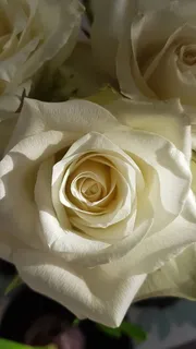 玫瑰,白色,花朵,爱情,婚礼,自然,花朵,花朵 玫瑰,白色,花朵,爱情,婚礼,自然,花朵,花朵