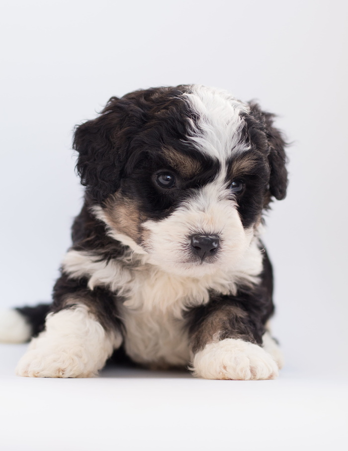 黑白贵宾犬
