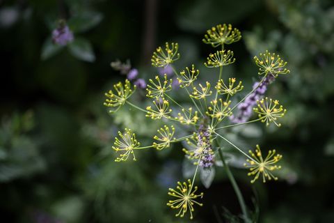 莳萝,开花,开花,香料,莳萝开花,特写,烹饪草药,植物 莳萝,开花,开花,香料,莳萝开花,特写,烹饪草药,植物