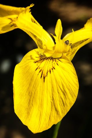 鸢尾，甲虫，害虫，寄生虫，树叶，黄色，破坏，卡尔