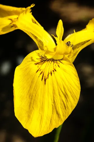 鸢尾，甲虫，害虫，寄生虫，树叶，黄色，破坏，卡尔