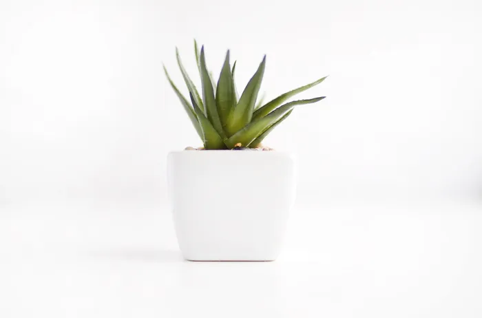 室内植物、白色、盆栽、绿色、自然、简约、壁纸、高分辨率