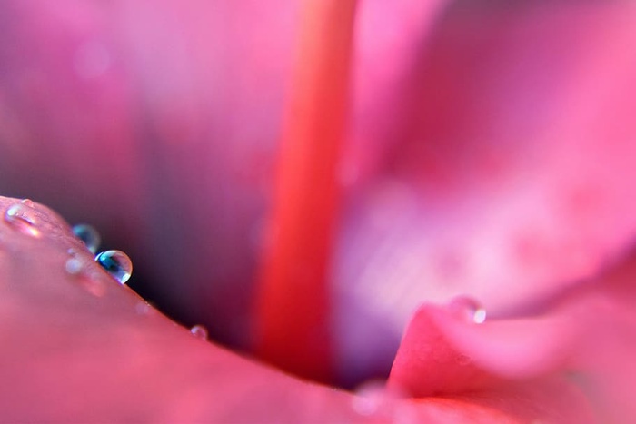 花，花瓣，水，水滴，自然，粉色，特写，水滴