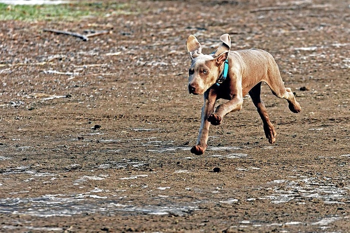 狗，幼犬，Weimaranar，一种动物，哺乳动物，家养动物，家养，宠物