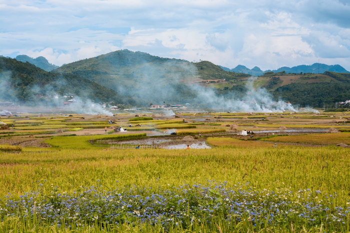 越南，风景，丁边，田野，自然，农业，风景，自然之美