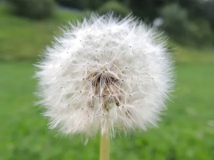 蒲公英,不完整,花,夏天,草地,种子,脆弱性,脆弱性 蒲公英,不完整,花,夏天,草地,种子,脆弱性,脆弱性