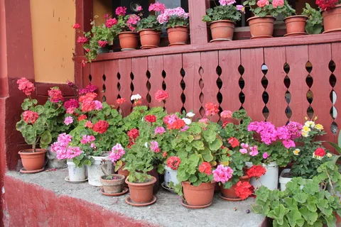 花卉,罗马尼亚,夏季,花卉,盆栽植物,植物,变异,连续 花卉,罗马尼亚,夏季,花卉,盆栽植物,植物,变异,连续