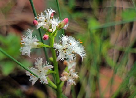 发烧，连衣裙，花朵，花朵，白色，发烧连衣裙，花蕾，桑普凡泽