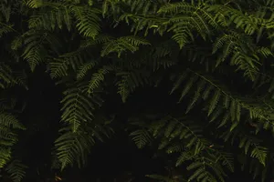 绿树装帧摄影