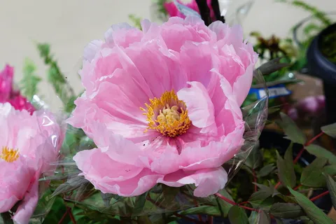 牡丹, 牡丹, 自然, 宏观, 粉色, 玫瑰, 花, 开花植物 牡丹, 牡丹, 自然, 宏观, 粉色, 玫瑰, 花, 开花植物
