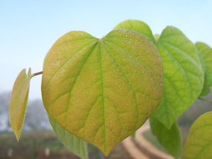 叶子，露珠，叶子，红色的花蕾，树，粉色，绿色，朦胧的早晨