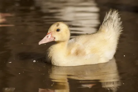 农场，鸭子，自然，羽毛，小鸭，可爱，春天，湖泊
