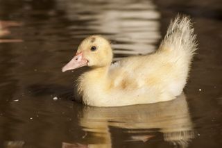 农场，鸭子，自然，羽毛，小鸭，可爱，春天，湖泊