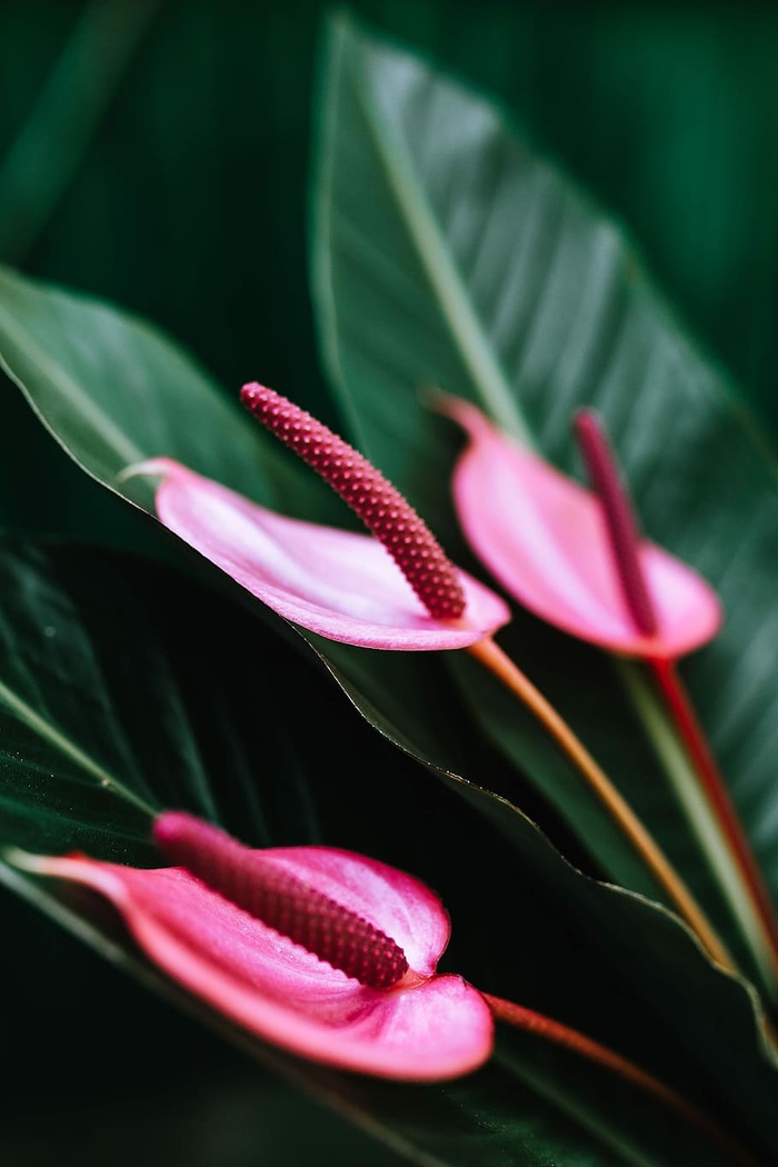 五彩缤纷的奇花异草